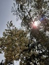 Bunch of moringa flowers blossom and sun light