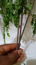 Bunch of Moringa Herb Leaves