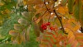 Bunch of mountain ash against the background of the autumn forest. Rowan berries in the forest.