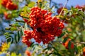 A bunch of mountain ash. Red berries, green leaves on a branch on a sunny day. Selective focus. Blue sky Royalty Free Stock Photo