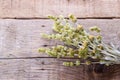 Bunch of mountain herbs