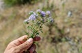 A bunch of mountains healing flowers of thyme on natural background