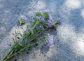 A bunch of mountains healing flowers of thyme on a stone background