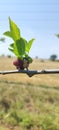 Bunch of Mulberry ripe and raw with Green leaves and farm in background