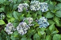 Bunch of multicolor hydrangea flowers with leaves in the garden background. Purple hydrangea floral plant in the park with green