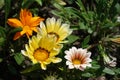 Bunch of multicolored flowers of Gazania rigens