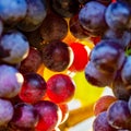 Bunch of multicolored grapes