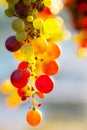 Bunch of multicolored grapes