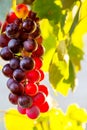 Bunch of multicolored grapes