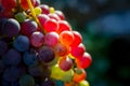 Bunch of multicolored grapes