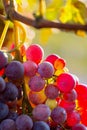 Bunch of multicolored grapes