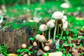 Bunch of mushroom in forest