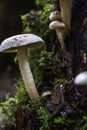 A bunch of mushrooms on an old dead tree trunk Royalty Free Stock Photo