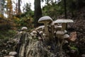 A bunch of mushrooms on an old dead tree trunk