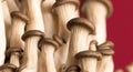 Oyster mushrooms on a red background Royalty Free Stock Photo