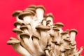 Oyster mushrooms on a red background Royalty Free Stock Photo