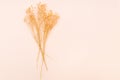 bunch of natural dried twigs of plant on pink