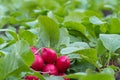 A bunch of natural freshly picked red radishes on a green vegetable patch outdoors in an organic garden Royalty Free Stock Photo