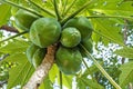 Bunch of Natural Green Pawpaw Fruit and Patterned Leaves