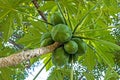 Bunch of Natural Green Pawpaw Fruit and Patterned Leaves Royalty Free Stock Photo