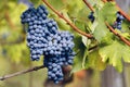 Graps of nebbiolo in the vineyard of barolo Italy