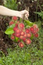 Bunch of negrito fruit on hand Royalty Free Stock Photo