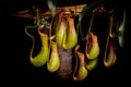 Bunch of nepenthes, commonly known as tropical pitcher plants Royalty Free Stock Photo