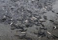 Bunch of Newfoundland Caplin during spawning Royalty Free Stock Photo