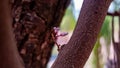 Many carambola flowers are helding on a branch No.5