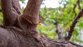 Many carambola flowers are helding on a branch No.6