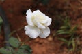 White rose blooming in daylight in the garden Royalty Free Stock Photo