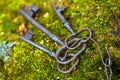 A bunch of old iron keys lying on The forest moss, close-up Royalty Free Stock Photo