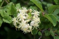 Bunch of Old mans beard or Clematis vitalba climbing shrub plants with closed flower buds and open blooming green white flowers Royalty Free Stock Photo