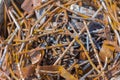 Bunch of old rusty nails close-up,selective focus Royalty Free Stock Photo