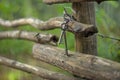 A bunch of old vintage iron door keys hanging on an old rustic fence of crooked poles with a blurred background Royalty Free Stock Photo