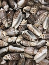 Bunch of Olive Snail Seashells Royalty Free Stock Photo