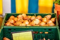 Bunch of onions are on display in green crate at farmer's market Royalty Free Stock Photo