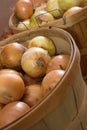 A bunch of Onions i Royalty Free Stock Photo
