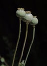 Opium poppy seed heads after flowers have dropped off against a black background