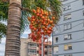 Bunch of orange Areca catechu fruits against the backdrop of a city building Royalty Free Stock Photo