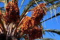 Orange Berries growing on a Palm Tree