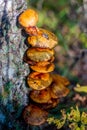 Bunch of orange color mushrooms growing on the trunk of the tree Royalty Free Stock Photo