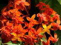 Bunch of Orange Ixora Flowers