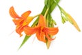 Bunch of orange lily flowers isolated on white. Close up top view Royalty Free Stock Photo