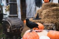 Bunch of orange pumpkins for halloween, big white skull, black raven, wizard hat, jack-o-lantern with scary carved eyes,mouth.Hay,