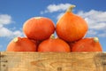 Bunch of orange pumpkins in a wooden crate Royalty Free Stock Photo