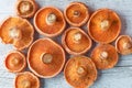 Bunch of orange Saffron Milk Cap mushrooms