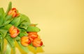 Bunch of orange tulips in glass vase with water on yellow background, free copy space Royalty Free Stock Photo