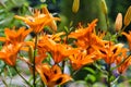 Bunch of orange wood lilies, botanical name is Lilium Philadelphicum