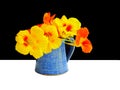 A bunch of orange and yellow flowers of nasturtiums Tropaeolum majus in a blue vase, with a black and white background